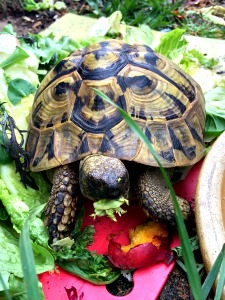 daisy the turtle