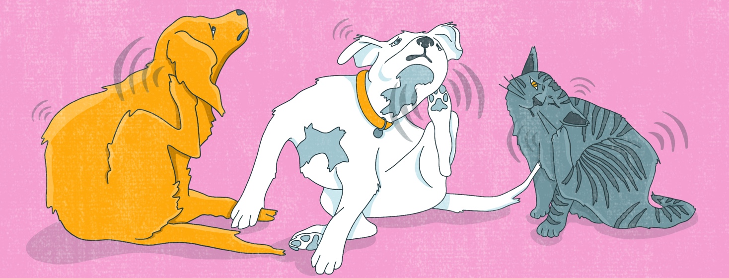 Two dogs and a cat scratch an itch